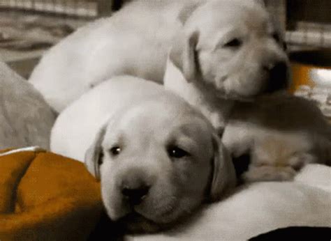Cute Yellow Lab Puppy GIFs | Tenor
