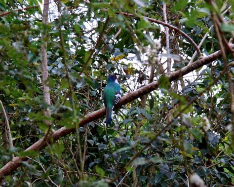 Endemic Animals of Cuba