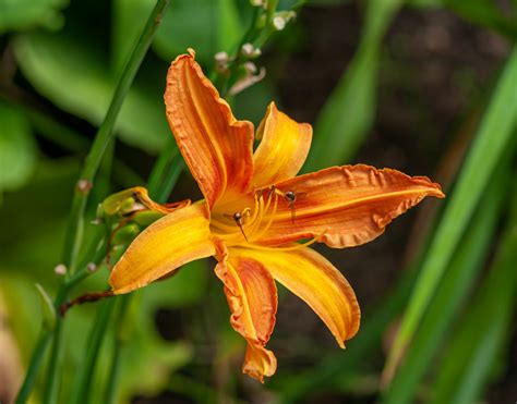 12 Beautiful Types Of Daylilies With Names And Pictures