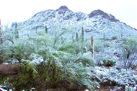 Desert Snow