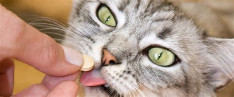 How to Give a Cat a Pill Like a Pro | TrustedHousesitters.com