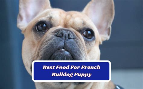 7 Best Food For French Bulldog Puppy – Reviews & Top Picks