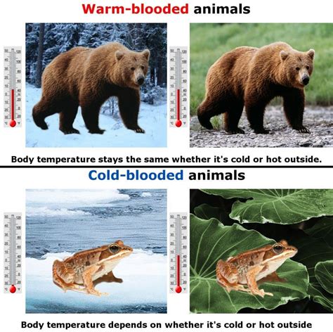 What are cold blooded animals and warm blooded animals ?? Give examples ...