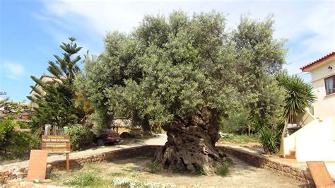 Oldest olive tree in the world is located in Crete – The Greek Herald