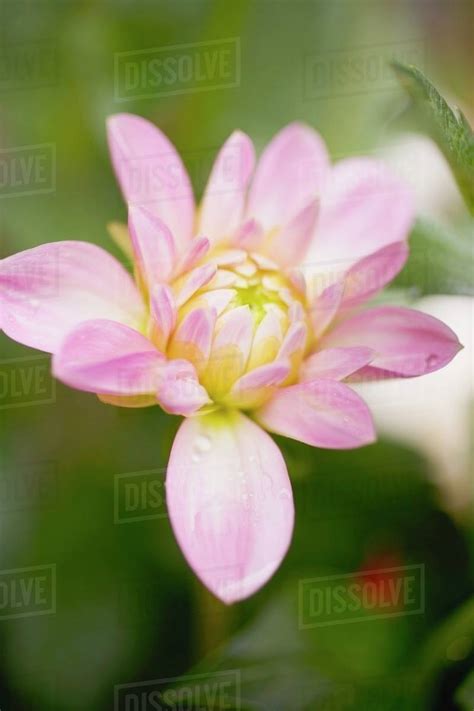 Pink dahlia in garden - Stock Photo - Dissolve