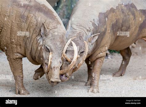 Babirusa Deer-Pig Wild Boar from Indonesia Pair Snuggling Closeup ...