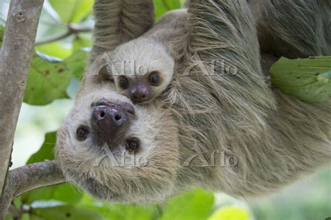 ホフマンナマケモノ [70389699]の写真素材 - アフロ