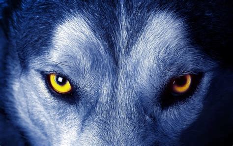 Evil Wolf Eyes Wallpapers - Top Free Evil Wolf Eyes Backgrounds - WallpaperAccess