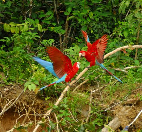 Macaws of the Peruvian Amazon