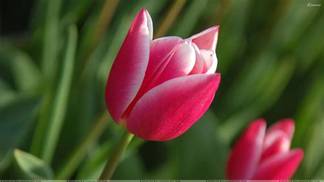 🔥 [60+] Pink Tulips Wallpapers | WallpaperSafari