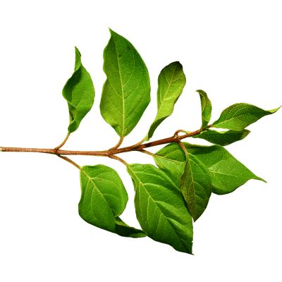 Branch Green Leaf transparent PNG - StickPNG