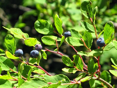 Powell River Books Blog: Coastal BC Plants: Black Huckleberry