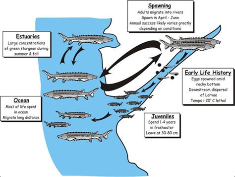 Green Sturgeon | NOAA Fisheries