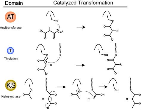 2. Basic enzymatic domains and their reactions for polyketide ...