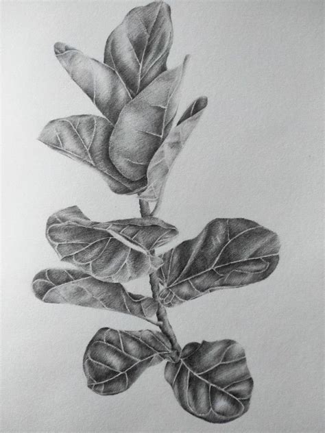 Nature Sketch, Nature Drawing, Plant Drawing, Drawing Base, Flower Drawing, Drawing Drawing ...