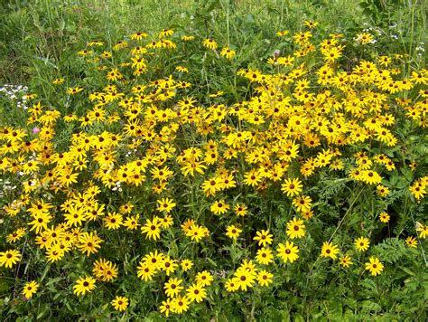 Yellow Wildflowers Free Stock Photo - Public Domain Pictures