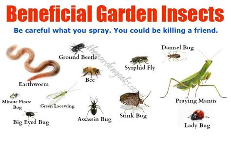 Beneficial Garden Insects | The Birds,The Bees and Nature's Wonder