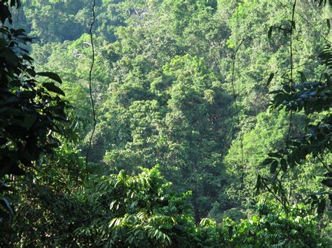 El Niño Meets the Rain Forest in Papua New Guinea | Pulitzer Center