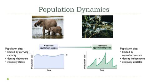 PPT - Population and Community Ecology PowerPoint Presentation, free download - ID:652375