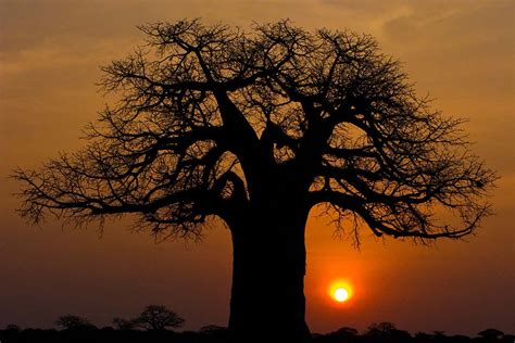 Africa's 2000-year-old trees of life are suddenly dying off | New Scientist