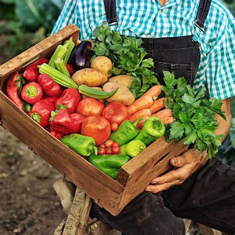 Best Fertilizer for Vegetable Gardens: Plants and Veggies [Jun. 2020]