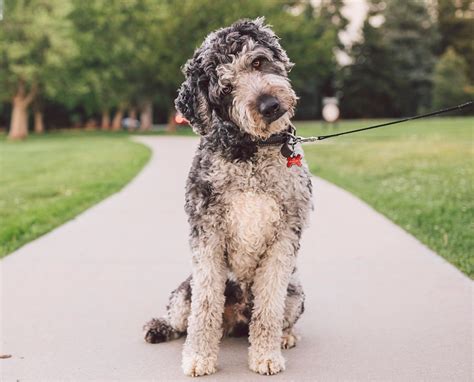 Top 18 Most Popular Catahoula Leopard Dog Mixes - PetVR.com