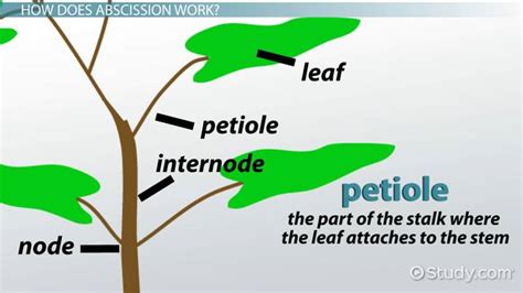 Leaf Abscission | Definition, Layers & Process - Video & Lesson Transcript | Study.com