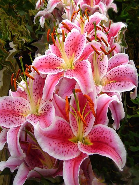 HD wallpaper: pink oriental lily flowers in closeup photo, Lilies, Lily ...