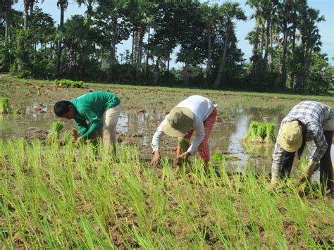 STUDENT BLOG: Farmers In My Village | The Ponheary Ly Foundation