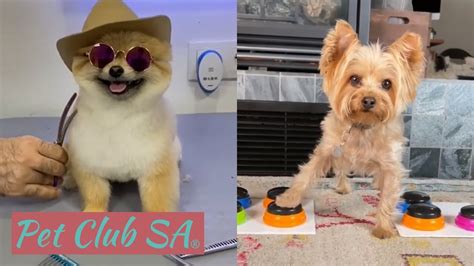 Cute and Funny Dogs of TikTok Video Compilation - Made with Shotcut - Shotcut Forum