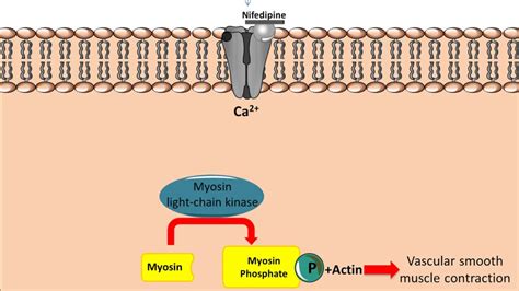 Mechanism of action for Calcium Channel Antagonists - YouTube