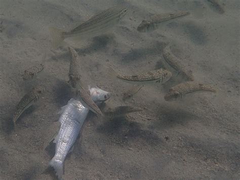 OMEO Wreck Snorkeling | Western Australian Naturalists Club