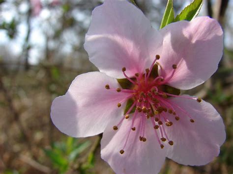 Wild Cherry Blossom | Maydelle, Texas | By: sarowen | Flickr - Photo Sharing!