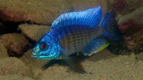 Freshwater Cichlids | Water | Earth - A New Wild