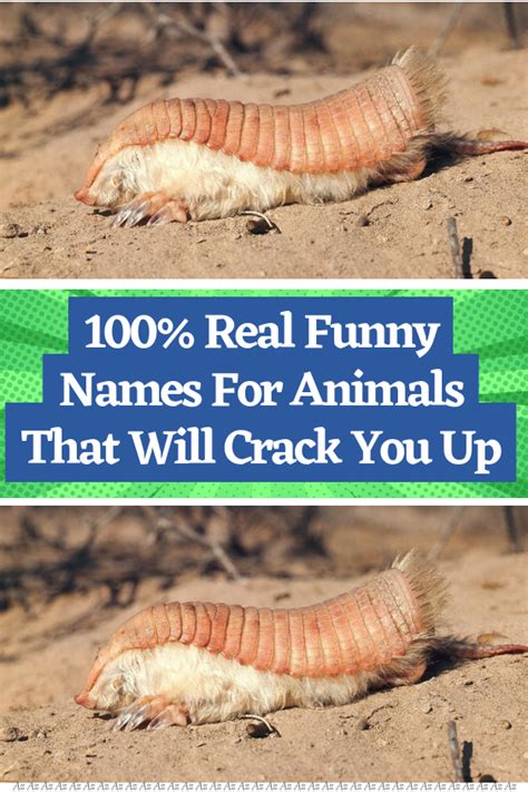 100 real funny names for animals that will crack you up – Artofit