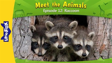 Meet the Animals 12 | Raccoon | Wild Animals | Little Fox | Animated ...