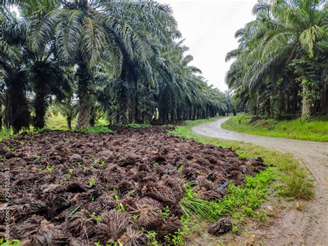 Oil palm plantation Stock Photo | Adobe Stock