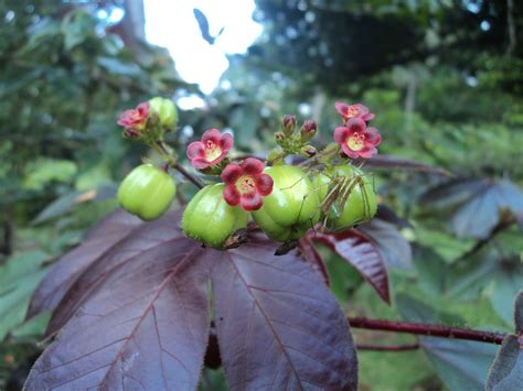 Jatropha gossypiifolia var. gossypiifolia | Plants of the World Online | Kew Science