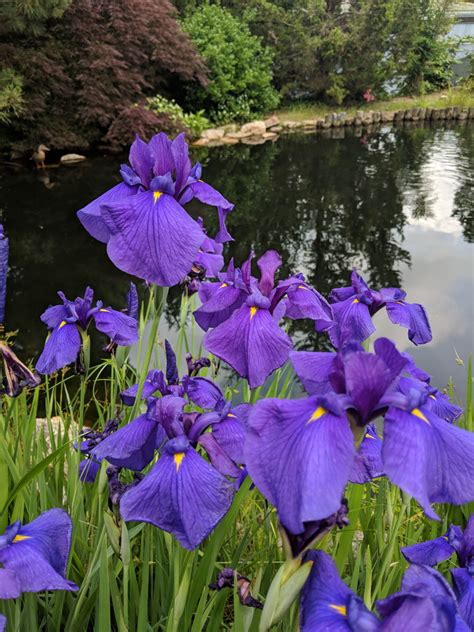 Japanese Irises - FineGardening