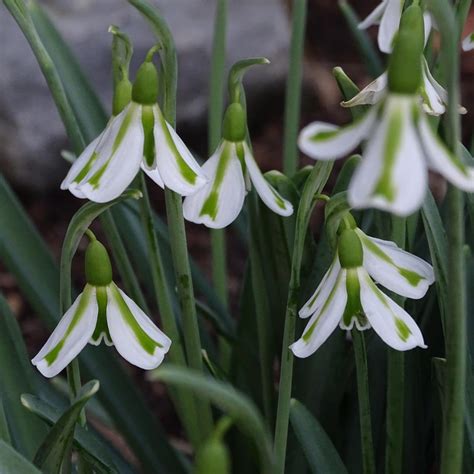 Galanthus plicatus 'Philippe Andre Meyer' - buy snowdrops at Coolplants