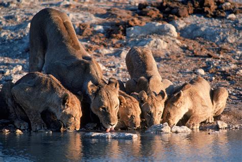 Lions Drinking From A Watering Hole Photograph by Robert Caputo