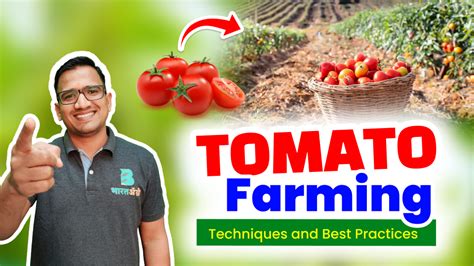 Tomato Farming Techniques and Best Practices - BharatAgri Gyan