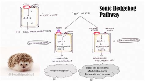 Sonic Hedgehog pathway - Pathology Made Simple