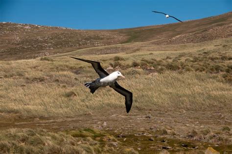 Black-Browed Albatross on Westpoint Island Stock Photo - Image of atlantic, baby: 133856186