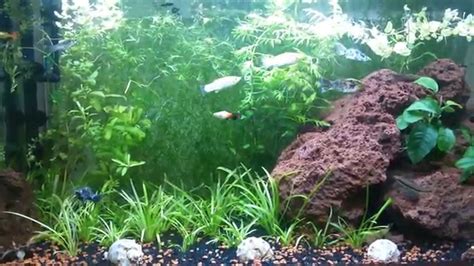 Lava Rock Aquarium - YouTube