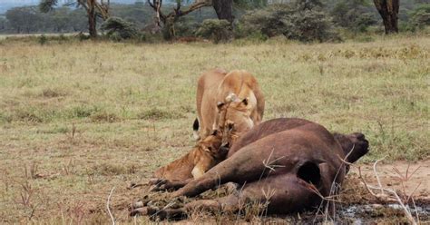 Amboseli National Park Guided Tour From Nairobi | GetYourGuide