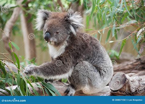 Native Australian Koala stock photo. Image of outback - 30807150