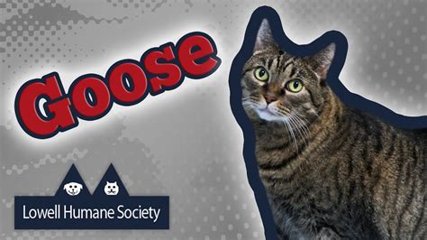 Adoptable Pet of the Week - Goose - YouTube