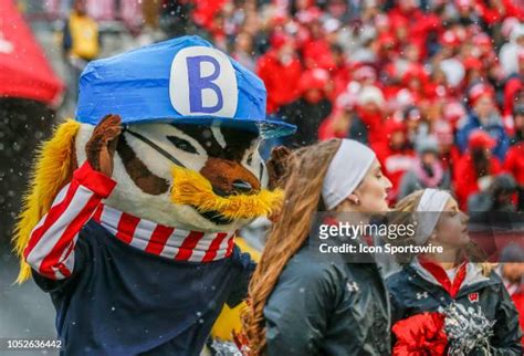 Mascot Bucky Photos and Premium High Res Pictures - Getty Images