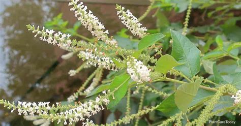 Sweet Almond Bush Care: Learn Tips On Growing Aloysia Virgata